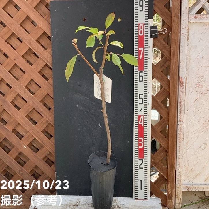 プラム ジャンボスモモ貴陽 5号ロングポット|果樹04-PA