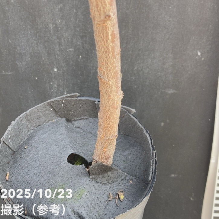 プラム ジャンボスモモ貴陽 5号ロングポット|果樹04-PA