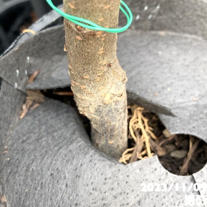 プラム ジャンボスモモ貴陽 5号ロングポット|果樹04-PA