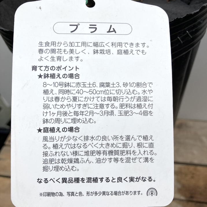 プラム ジャンボスモモ貴陽 5号ロングポット|果樹04-PA