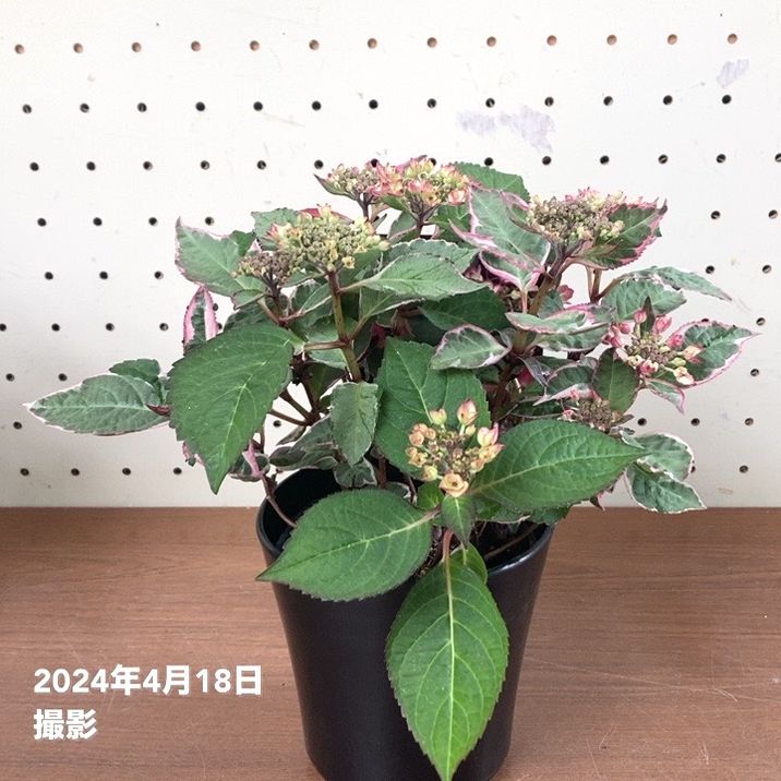 斑入りアジサイ カラフルランジア オーロラ 4号 PVP｜花木04-PA | 花木