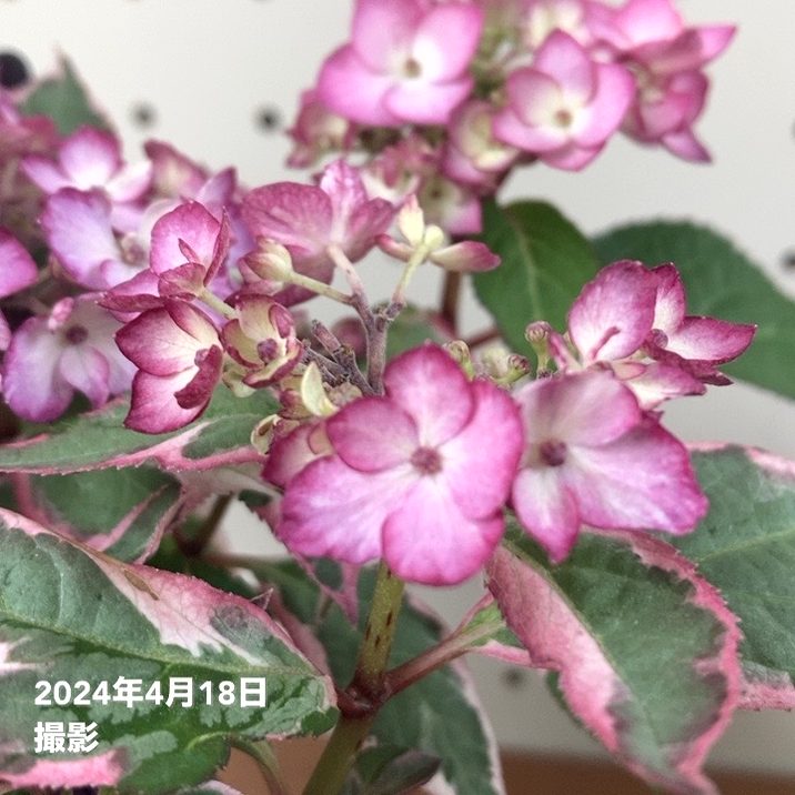 斑入りアジサイ カラフルランジア オーロラ 4号 PVP｜花木04-PA | 花木