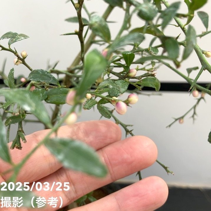 フィンガーライム 4.5号 テイスティーグリーン｜柑橘｜果樹10-TU