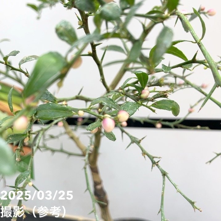 フィンガーライム 4.5号 テイスティーグリーン｜柑橘｜果樹10-TU