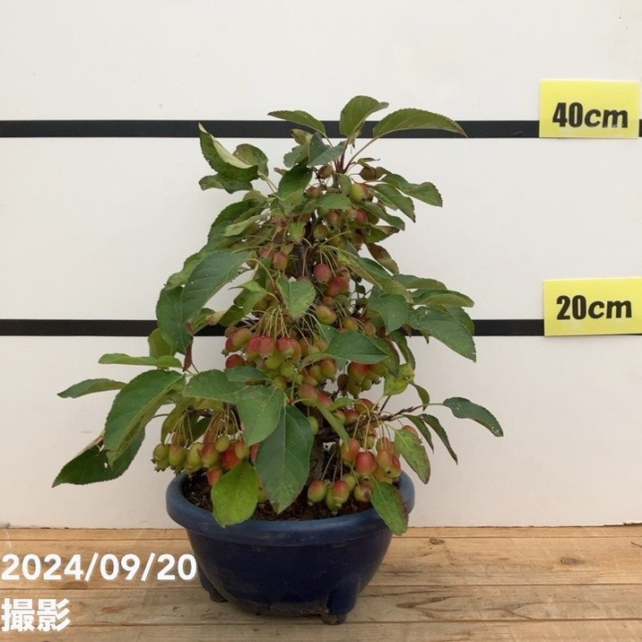 実付き＞姫リンゴ（姫美好） 7号｜果樹10-TU | 果樹 | 赤塚植物園