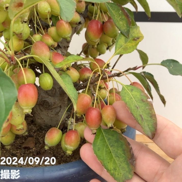 実付き＞姫リンゴ（姫美好） 7号｜果樹10-TU | 果樹 | 赤塚植物園