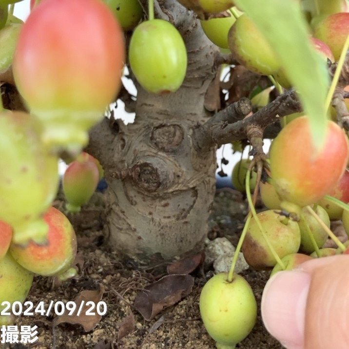 実付き＞姫リンゴ（姫美好） 7号｜果樹10-TU | 果樹 | 赤塚植物園