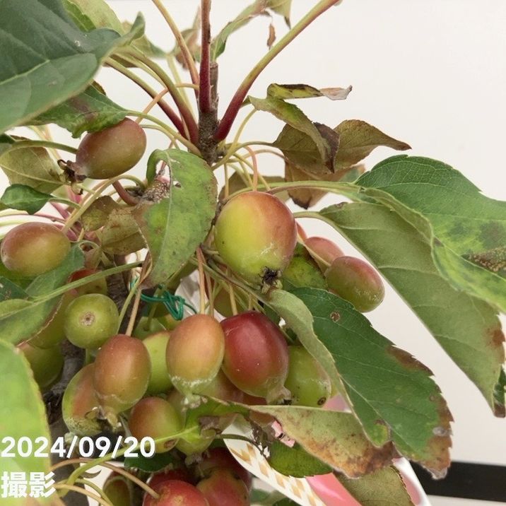 実付き＞姫リンゴ（姫美好） 7号｜果樹10-TU | 果樹 | 赤塚植物園