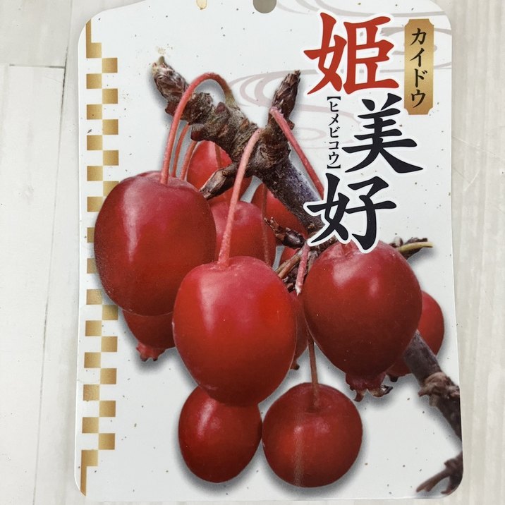 実付き＞姫リンゴ（姫美好） 7号｜果樹10-TU | 果樹 | 赤塚