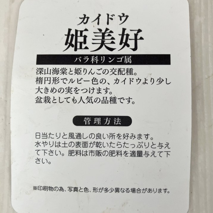 ひめりんご☆プロフィール必読☆ 令和7年出荷受付】ひめかみりんご 約4kg|先行受付 数量限定 りんご