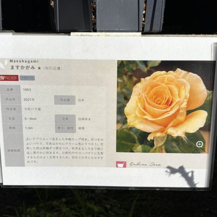 バラ大苗 ますかがみ 7号 京阪園芸｜花木04-PA | 花木・庭木,バラ