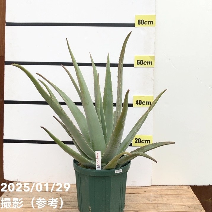 現品お届け】アロエ ベラ 8号スリット鉢（3）｜観葉10-TU | 観葉・多肉
