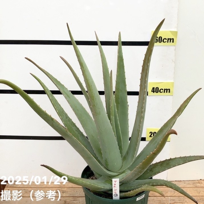 アロエベラ 抜き苗 2つ 61TgHkesSSL._UF350,350_QL50_.jpg