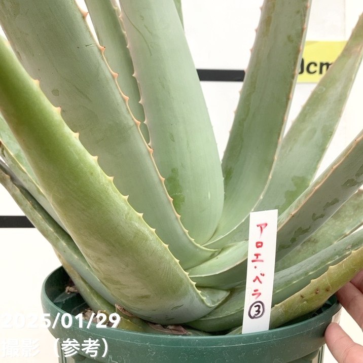 現品お届け】アロエ ベラ 8号スリット鉢（3）｜観葉10-TU | 観葉・多肉