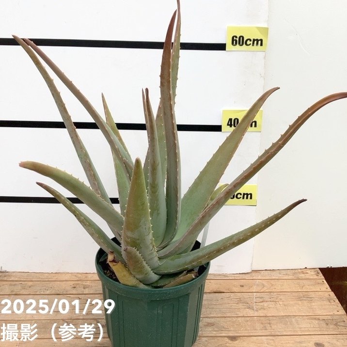 アロエ ペグレラエ 大株 6号鉢 観葉植物 種類 室内 おしゃれ アロエ ペグレラエ ※植替え済type【お