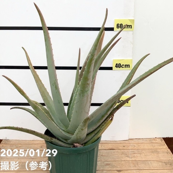現品お届け】アロエ ベラ 8号スリット鉢（3）｜観葉10-TU | 観葉・多肉
