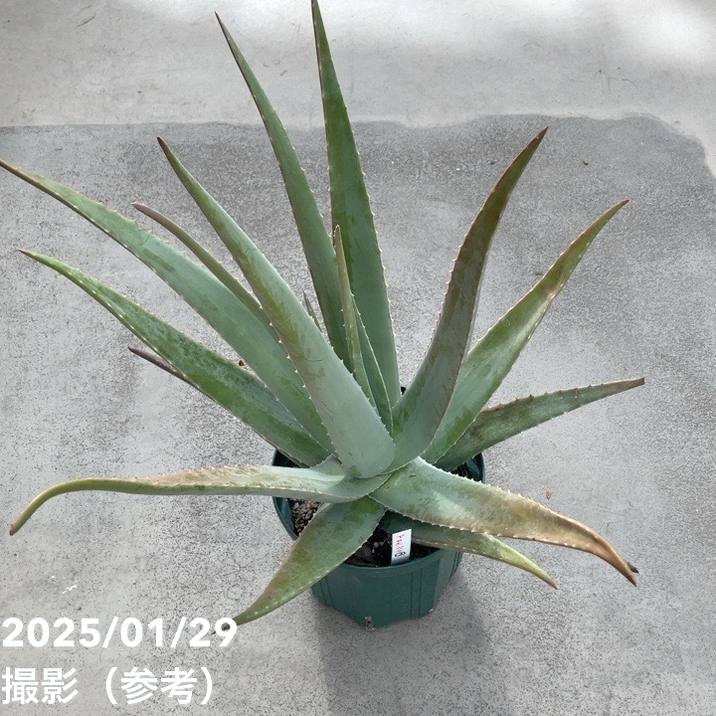 決算P5倍！10%OFF！8/2まで】【現品お届け】アロエ ベラ 8号スリット鉢