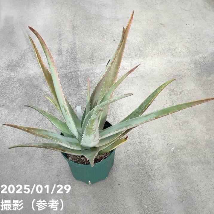 アロエベラ Aloe hybrid 'lava' の紹介 | ゆるぷ