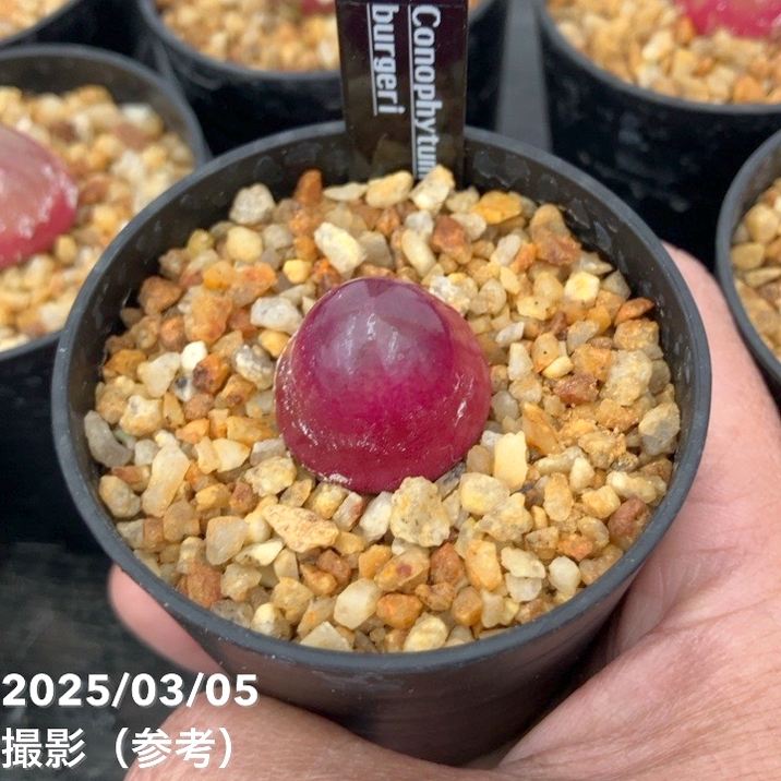 コノフィツム ブルゲリー 2.5号｜観葉10-TU | 観葉・多肉 | 赤塚植物園