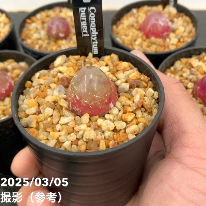 コノフィツム ブルゲリー 2.5号｜観葉10-TU | 観葉・多肉 | 赤塚植物園