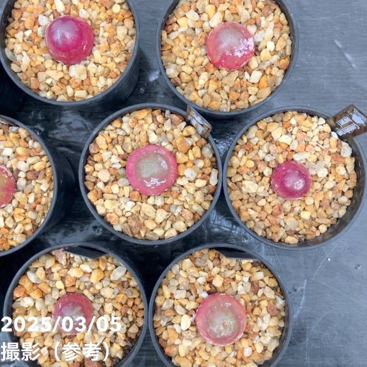 コノフィツム ブルゲリー 2.5号｜観葉10-TU | 観葉・多肉 | 赤塚植物園