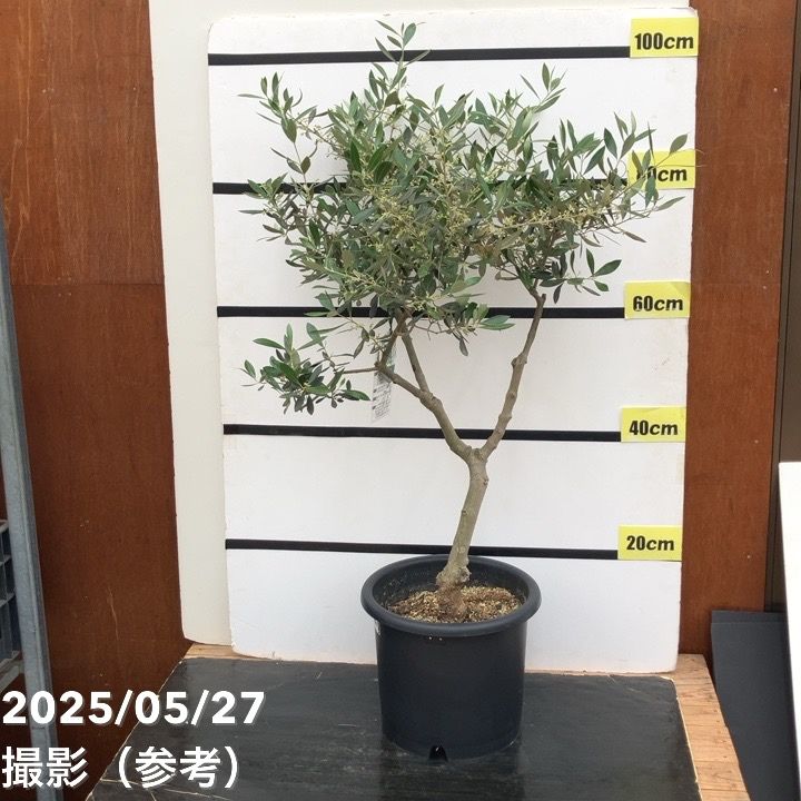 現品お届け】オリーブ 8号 コロネイキ｜果樹10-TU | 果樹 | 赤塚