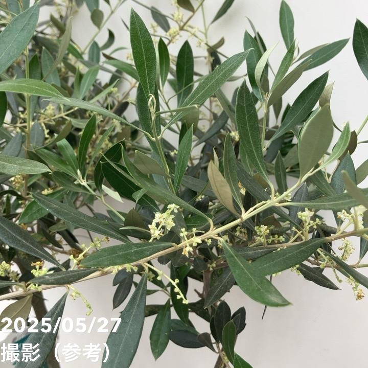 現品お届け】オリーブ 8号 コロネイキ｜果樹10-TU | 果樹 | 赤塚植物園