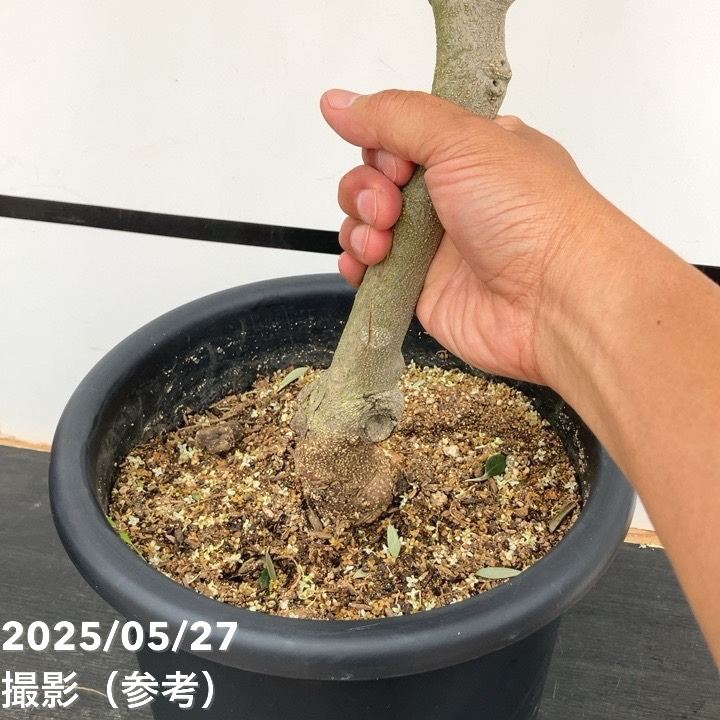 現品お届け】オリーブ 8号 コロネイキ｜果樹10-TU | 果樹 | 赤塚植物園