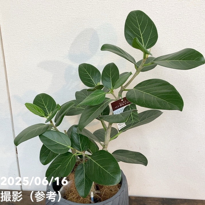 フィカス ベンガレンシス 5 決算！ポイント5倍！7/31まで】【現品お