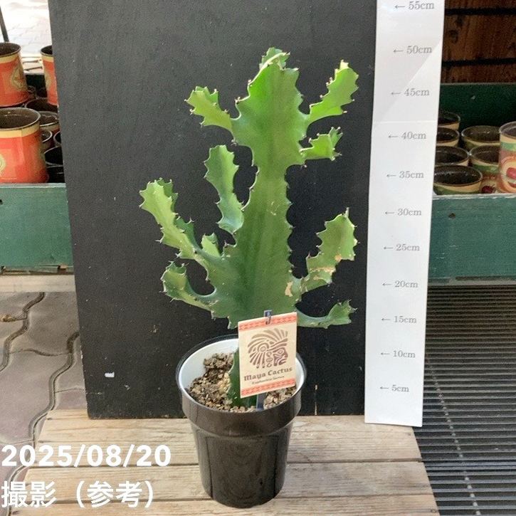 ユーフォルビア ラクテア マヤカクタス 5号｜観葉04-PA | 観葉・多肉