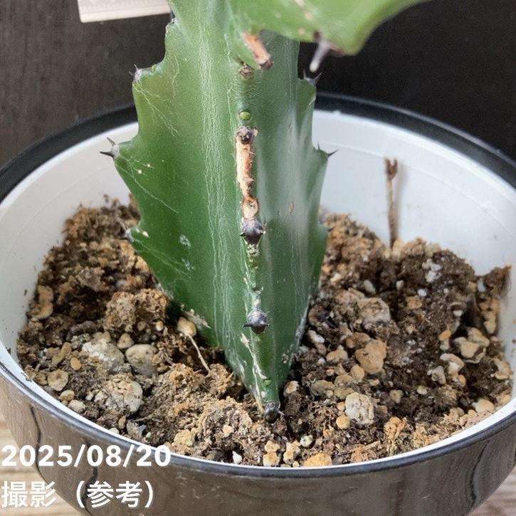 ユーフォルビア ラクテア 魔界麒麟 (マカイキリン) 沖縄育ち ユーフォルビア ラクテア 魔界麒麟 (マカイキリン) 沖縄育ち