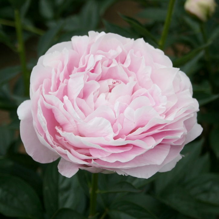 芍薬 シャクヤク 7号 朱鷺姿（ときすがた）｜草花10-TU | 草花,芍薬