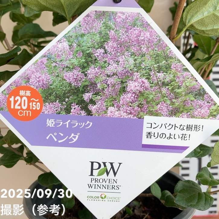 PW 姫ライラック ペンダ 5号｜花木04-PA | 花木・庭木 | 赤塚植物園