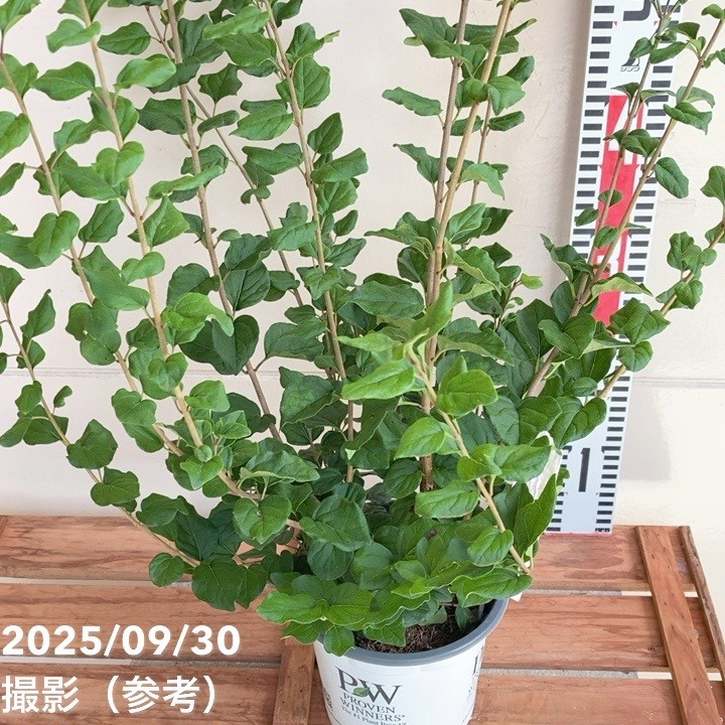 PW 姫ライラック ペンダ 5号｜花木04-PA | 花木・庭木 | 赤塚