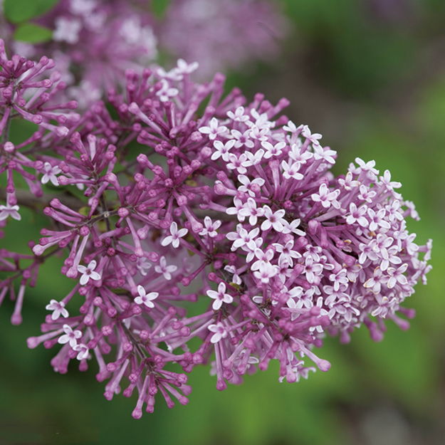 PW 姫ライラック ペンダ 5号｜花木04-PA | 花木・庭木 | 赤塚植物園