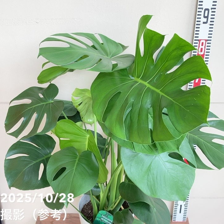モンステラ　デリシオーサ　7号鉢つき　深穴あき❗2株植え❗大型葉❗ モンステラ デリシオーサ 7号鉢つき 深穴あき❗2株植え❗ 観葉植物】
