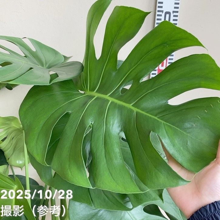 現物「モンステラ・デリシオサ 幹上がり」７号　110ｃｍ　Monstera 現物「モンステラ・デリシオサ 幹上がり」7号 110cm Monstera