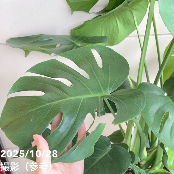 モンステラ デリシオサ 7号｜観葉04-PA | 観葉・多肉,モンステラ