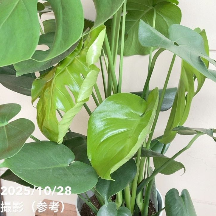 モンステラ デリシオサ 7号｜観葉04-PA | 観葉・多肉,モンステラ