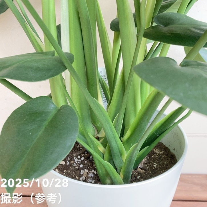 現物「モンステラ・デリシオサ 幹上がり」７号　110ｃｍ　Monstera 現物「モンステラ・デリシオサ 幹上がり」7号 110cm Monstera