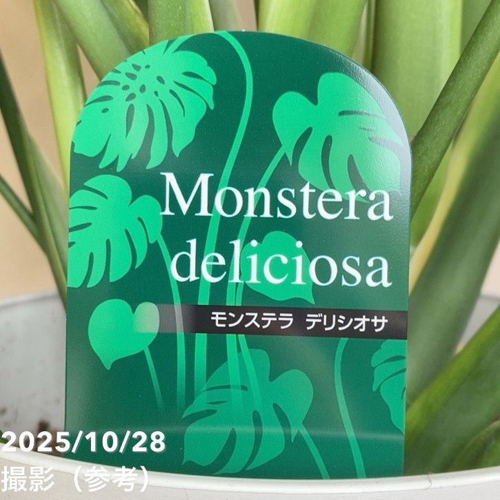 モンステラ デリシオサ 7号｜観葉04-PA | 観葉・多肉,モンステラ