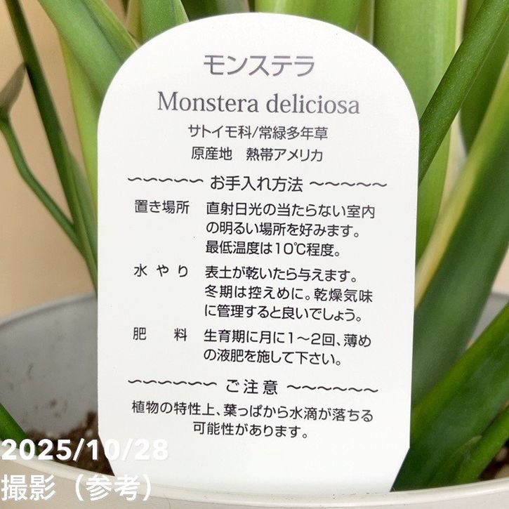 モンステラ デリシオサ 7号｜観葉04-PA | 観葉・多肉,モンステラ