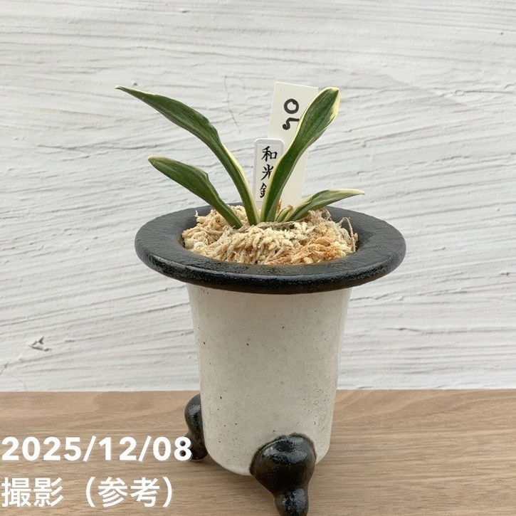 和風陶器植木鉢 万年青 現品お届け】豊明園 万年青 オモト 和光錦 陶器鉢（O5）｜観葉10-TU