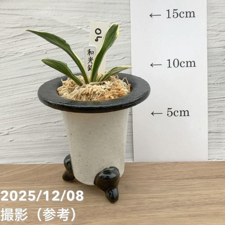 現品お届け】豊明園 万年青 オモト 和光錦 陶器鉢（O5）｜観葉10-TU