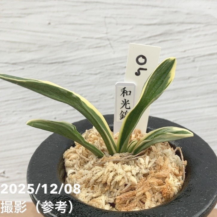 現品お届け】豊明園 万年青 オモト 和光錦 陶器鉢（O5）｜観葉10-TU