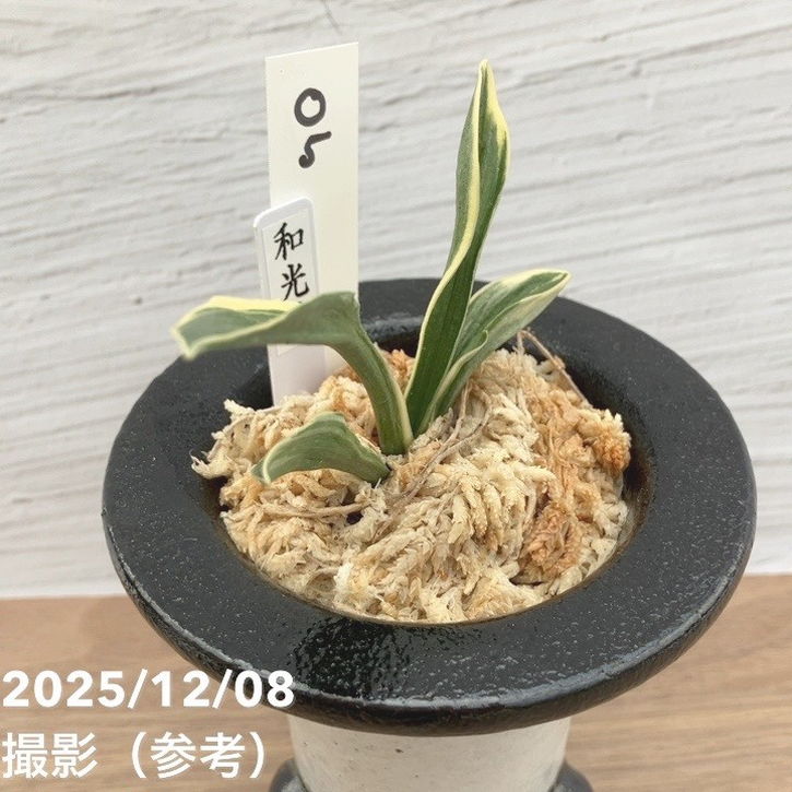 現品お届け】豊明園 万年青 オモト 和光錦 陶器鉢（O5）｜観葉10-TU