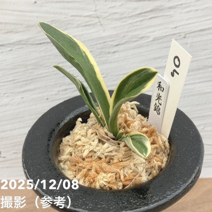 現品お届け】豊明園 万年青 オモト 和光錦 陶器鉢（O5）｜観葉10-TU