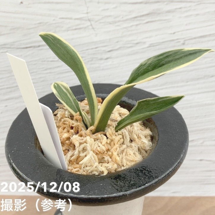 現品お届け】豊明園 万年青 オモト 和光錦 陶器鉢（O5）｜観葉10-TU