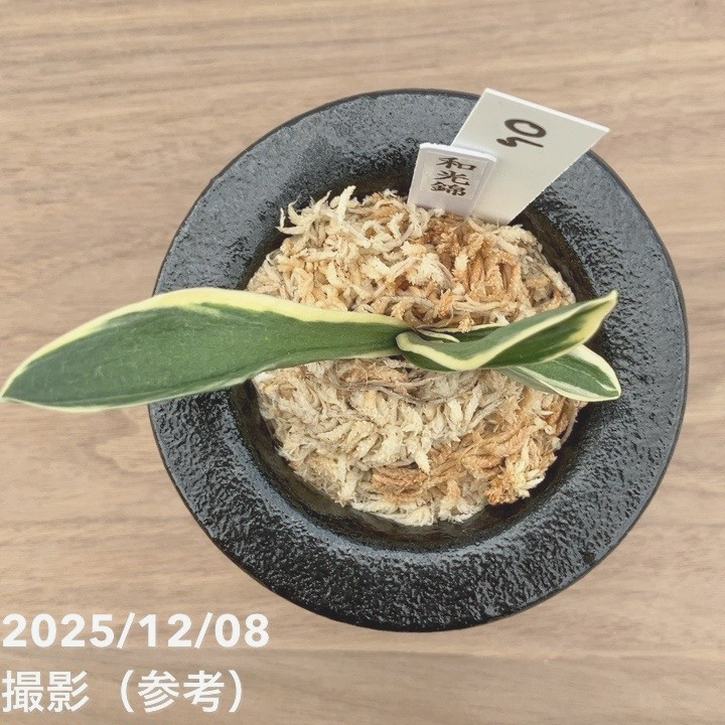 現品お届け】豊明園 万年青 オモト 和光錦 陶器鉢（O5）｜観葉10-TU