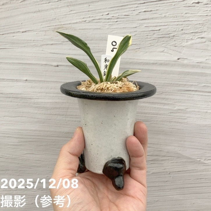 現品お届け】豊明園 万年青 オモト 和光錦 陶器鉢（O5）｜観葉10-TU
